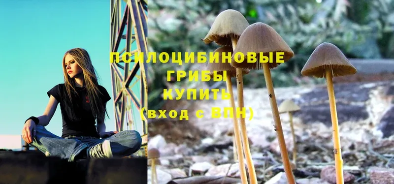 закладка  Каменск-Шахтинский  Псилоцибиновые грибы Magic Shrooms 